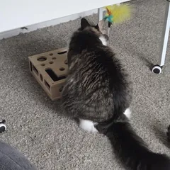 Gato usando el rascador